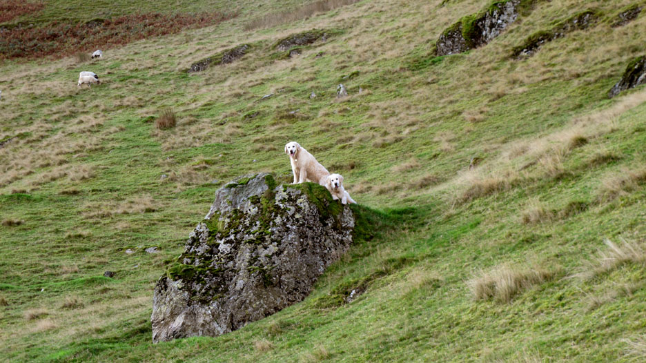 I thought there was only one sheep on that rock !