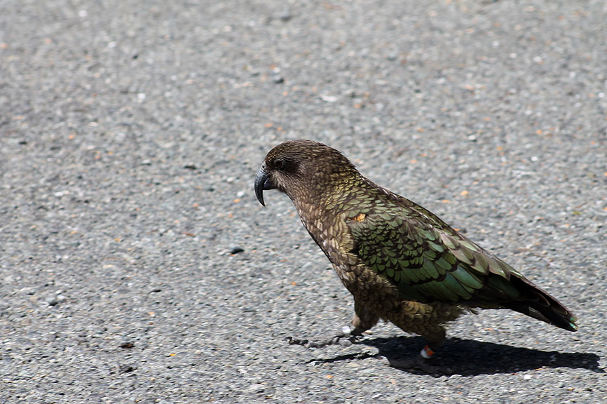Why can't I find someone who didn't read the notice about not feeding the Kea ?